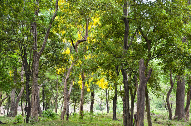 Sandalwood tree (Santalum album)
